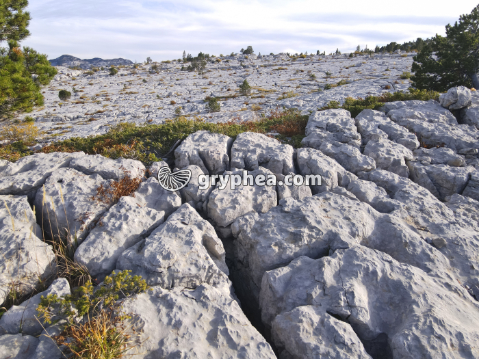 Lapiaz - Parmelan (Haute Savoie, France) - gryphea.com